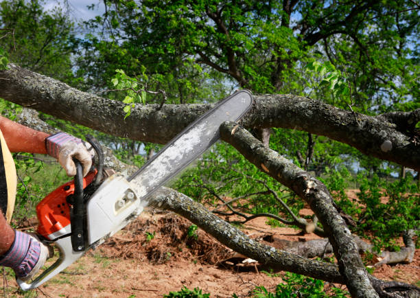 Residential Tree Removal in Hazel Dell, WA